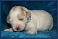 Jolie Marco Tecas pups 2 wks old 21
