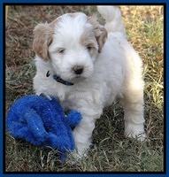 Jolie Marco Texas 6 wks old 11