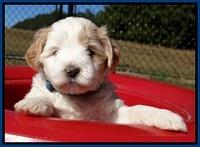 Jolie Texas Marco pups 5 wks old 51