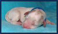 Jollie Marco TExas newborn pups 11