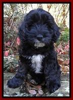 Jolie Tex Max pups 8 wks old 261