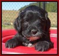 Jolie Texas Marco pups 5 wks old 81