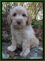 Jolie Tex Max pups 8 wks old 201