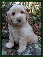 Jolie Tex Max pups 8 wks old 211