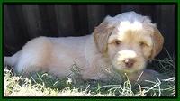 Jolie Texas Marco pups 5 wks old 151