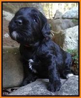 Jolie Marco TExas pups 3 wks old 121