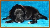 Jolie Marco Tecas pups 2 wks old 121