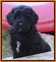 Jolie Marco Texas 6 wks old 171