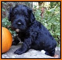 Jolie Texas Marco group pups 4 wks old 131