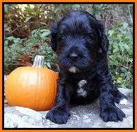 Jolie Texas Marco group pups 4 wks old 141