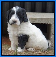 Jolie Marco Texas 6 wks old 211