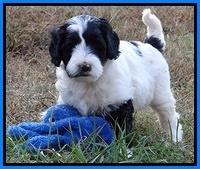 Jolie Marco Texas 6 wks old 221