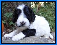 Jolie Texas Marco group pups 4 wks old 261