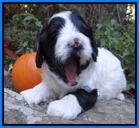 Jolie Texas Marco group pups 4 wks old 281