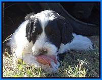 Jolie Texas Marco pups 5 wks old 211