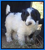 Jolie Texas Marco pups 5 wks old 221