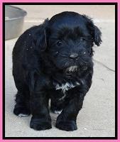 Jolie Marco Texas 6 wks old 231