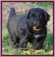 Jolie Marco Texas 6 wks old 241