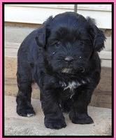 Jolie Marco Texas 6 wks old 251