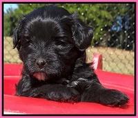 Jolie Texas Marco pups 5 wks old 251