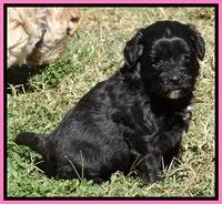 Jolie Texas Marco pups 5 wks old 261