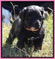 Jolie Texas Marco pups 5 wks old 271