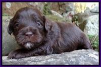 Jolie Marco TExas pups 3 wks old 201