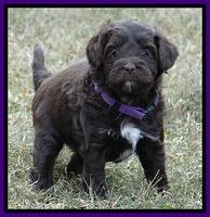 Jolie Marco Texas 6 wks old 261