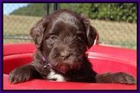 Jolie Texas Marco pups 5 wks old 301