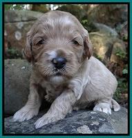 Jolie Marco TExas pups 3 wks old 271