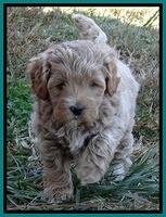 Jolie Marco Texas 6 wks old 331