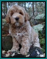 Jolie Tex Max pups 8 wks old 151