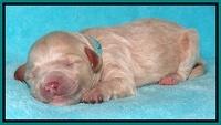 Jollie Marco TExas newborn pups 151