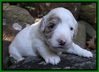 Jolie Marco TExas pups 3 wks old 301