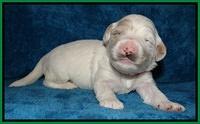 Jolie Marco Tecas pups 2 wks old 321