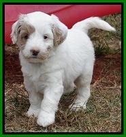 Jolie Marco Texas 6 wks old 351