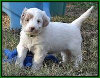 Jolie Marco Texas 6 wks old 361