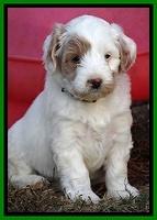 Jolie Marco Texas 6 wks old 371