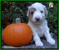 Jolie Texas Marco group pups 4 wks old 341