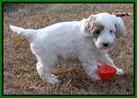 Jolie Texas Marco pups 7 wks old 251