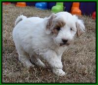 Jolie Texas Marco pups 7 wks old 271