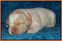 Jolie Marco Tecas pups 2 wks old 391
