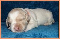 Jolie Marco Tecas pups 2 wks old 401