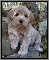 Harrison Family: Marshall Dillon (Guardian)