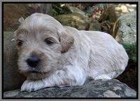Jolie Marco TExas pups 3 wks old 321