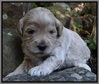 Jolie Marco TExas pups 3 wks old 341