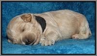 Jolie Marco Tecas pups 2 wks old 361