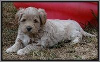 Jolie Marco Texas 6 wks old 391