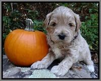 Jolie Texas Marco group pups 4 wks old 361