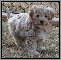 Jolie Texas Marco pups 7 wks old 311